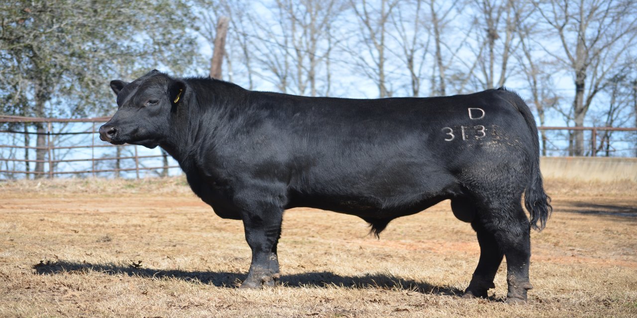 angus-bull-arkansas-313d.jpg