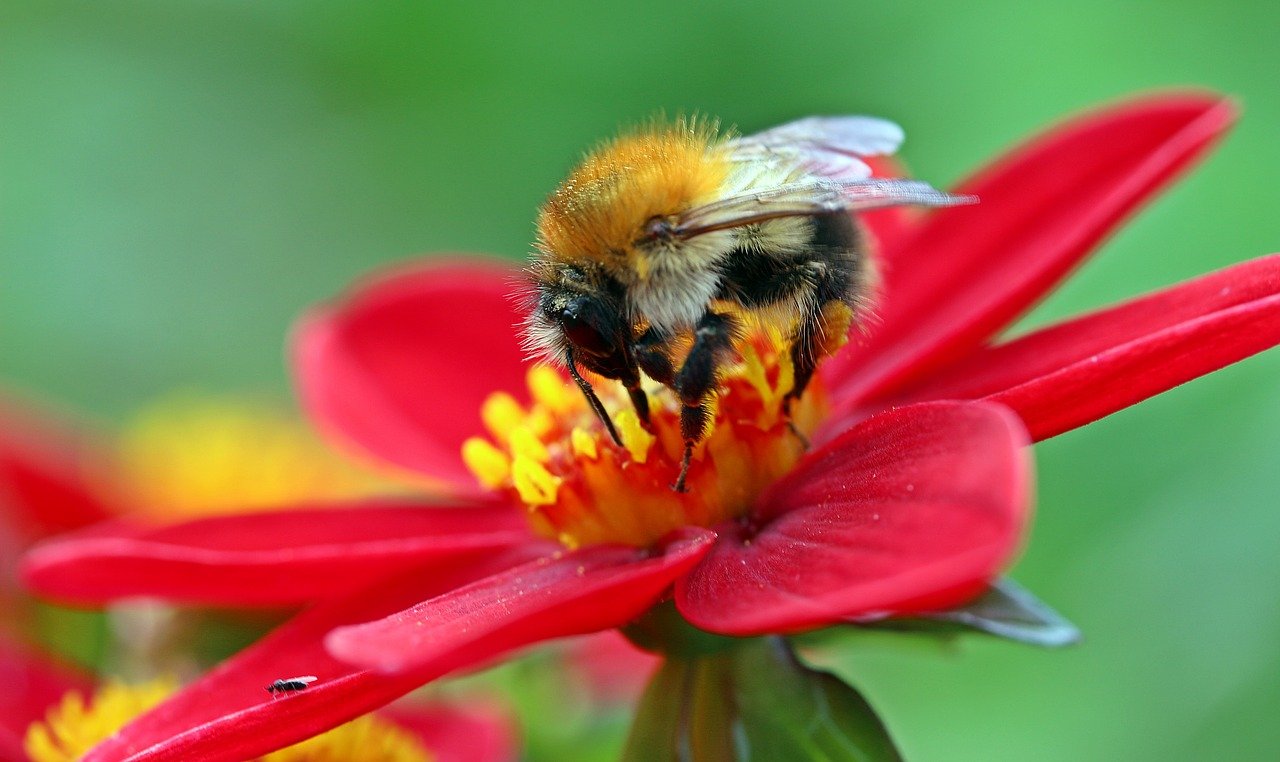 hummel-1559589-1280.jpg