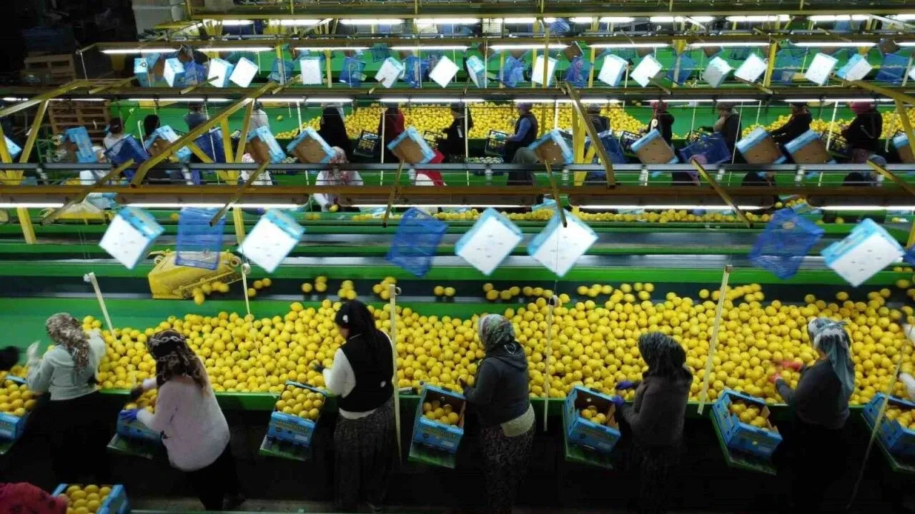 limon-uretimi-ve-kadin-istihdami-cc-zorluyor.webp