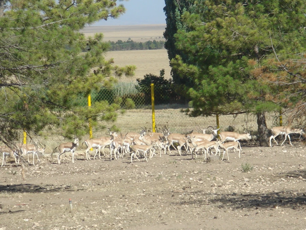 ceylan-2.webp