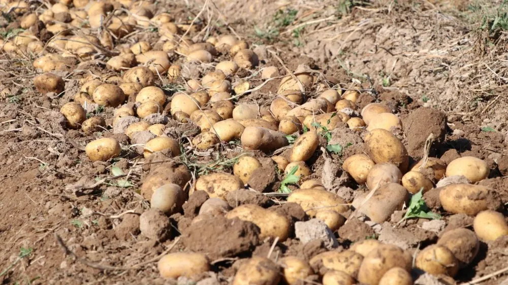 patates.webp