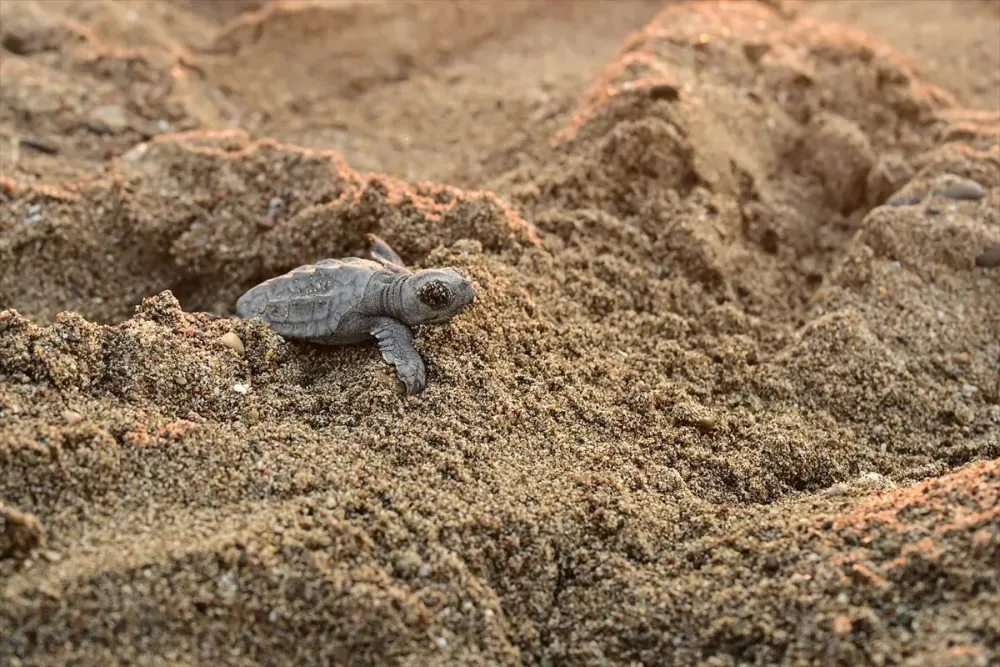 caretta-2.webp