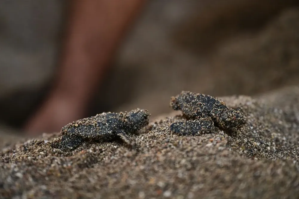 caretta.webp