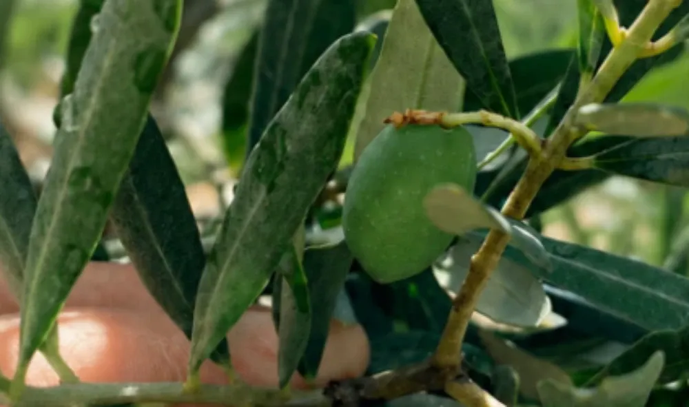 zeytin-2.webp