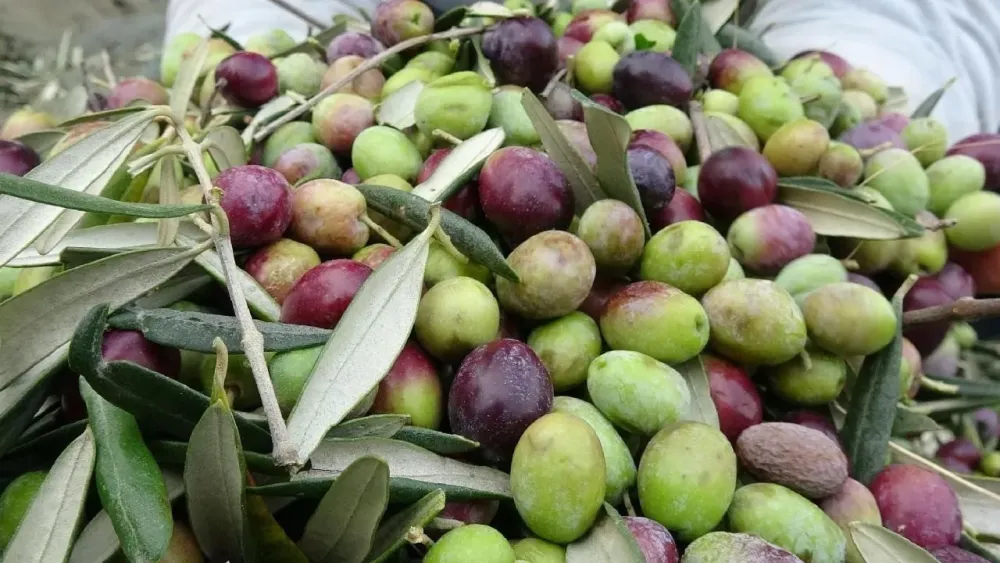 zeytin-3.webp