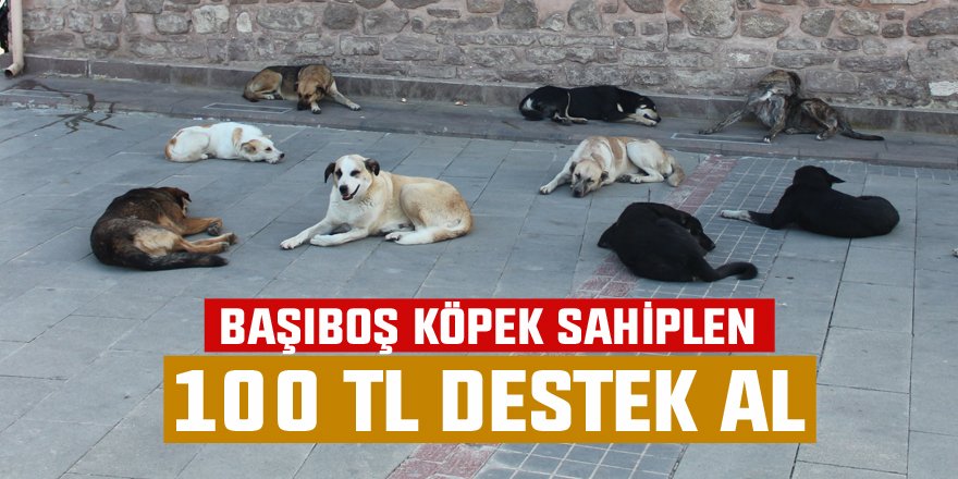 Konya’da başıboş köpekler ücret ödenerek sahiplendiriliyor