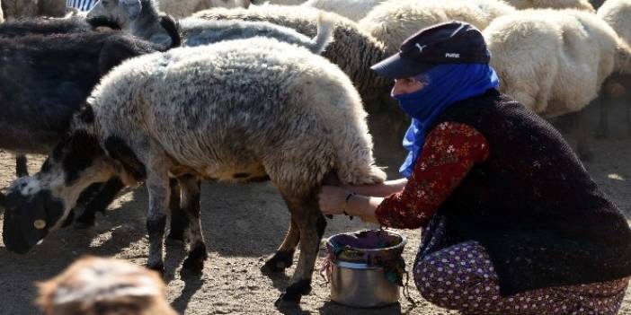 Köy kadınlarının koyun sağım mesaisi