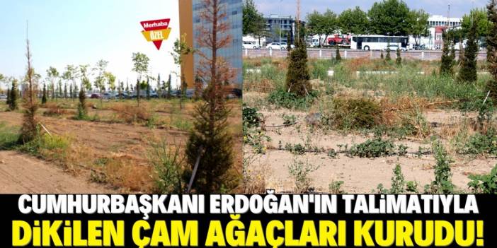 Konya Şehir Hastanesi'ndeki ağaçlar kurudu