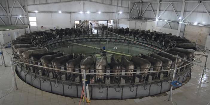 Konya - Dakikada 5 ineğin el değmeden sağıldığı TİGEM Gözlü'de günlük 35 ton süt üretiliyor