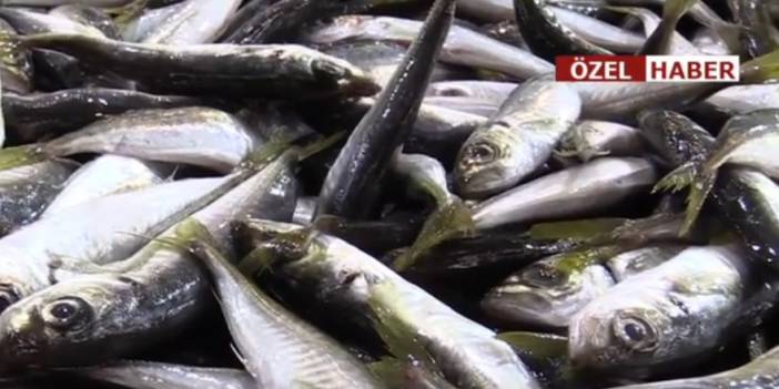 Konya'da balık fiyatlarında son durum ne?