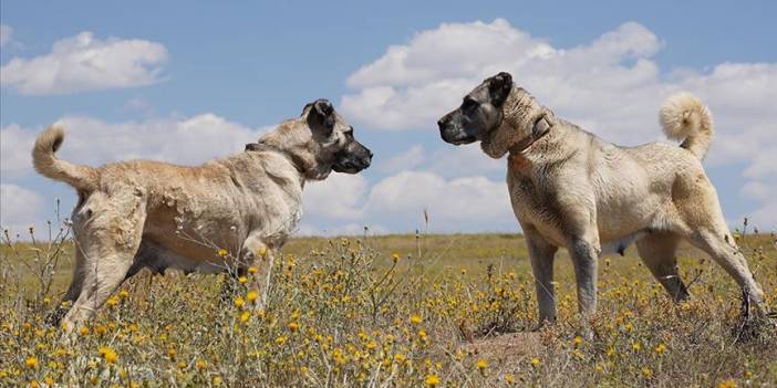 Sivas Kangal köpekleri