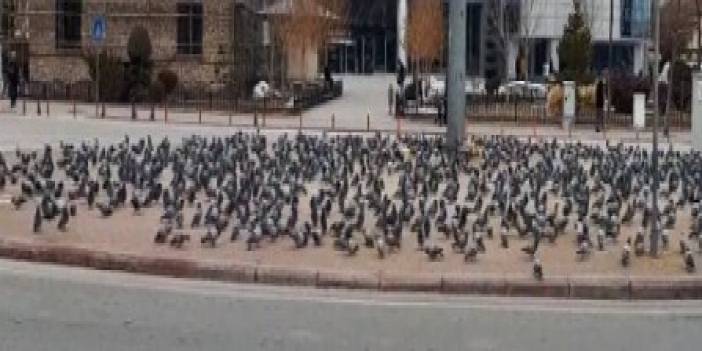 Konya'da güvercinler kameraya yansıdı