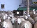 Koyunlar ıslah ediliyor