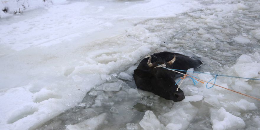 Donan gölde kırılan buzdan sulara düşen inek kurtarıldı