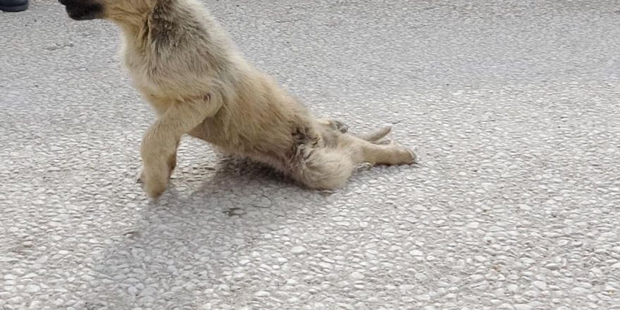Köpeklerin Saldırısı Sonucu Yavru Köpeğin Ayakları Kırıldı